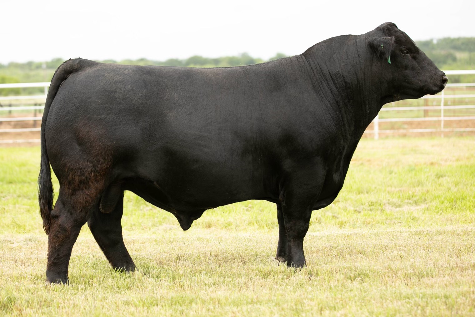 black-bull